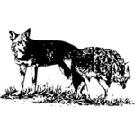 Image vectorielle de deux loups